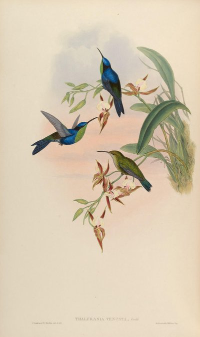 Thalurania venusta = Thalurania furcata venusta - John Gould